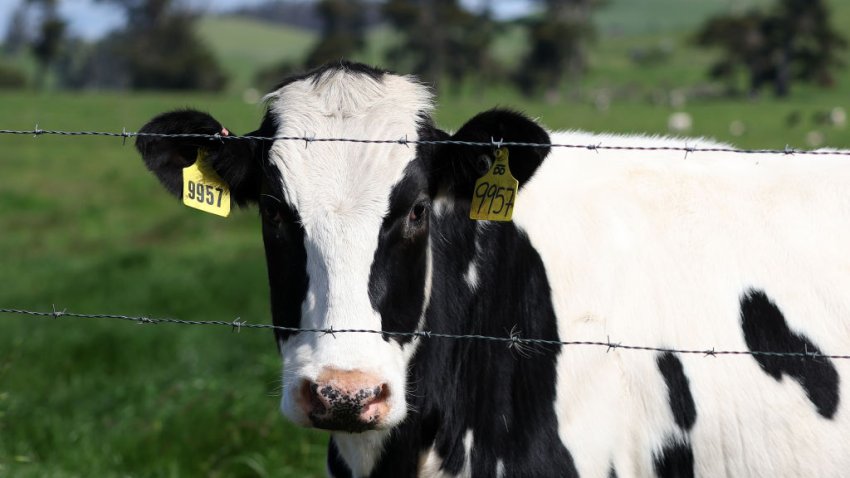 A cow grazes in a field at a dairy farm on April 26, 2024 in Petaluma, California.