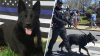 Cranston Police Department mourns sudden loss of K9 Zeus