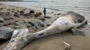 Humpback whale washes ashore in Swampscott