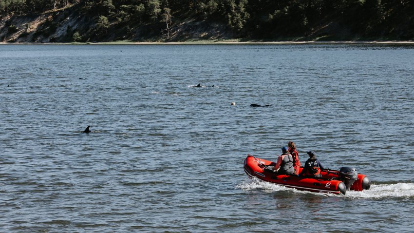 Rescuers Try to Keep Dozens of Dolphins Away from Cape Cod Shallows after Mass Stranding