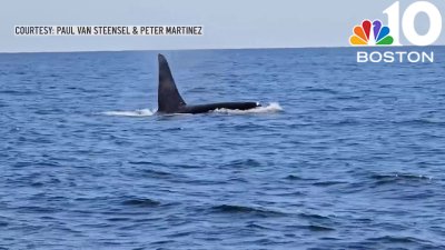 Orcas spotted off coast of Chatham