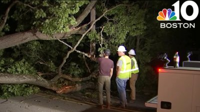 Fallen tree knocks out power to hundreds of customers in Milton