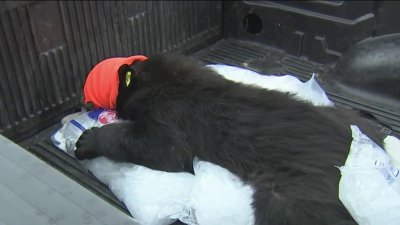 Black bear removed from backyard near downtown Worcester
