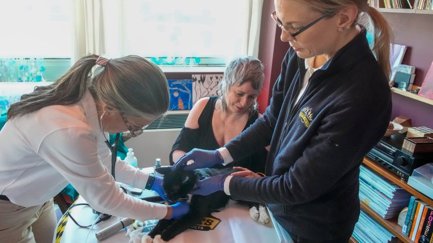 Dr. Amy Attas, left, and licensed veterinary technician Jeanine Lunz, right, examine Puddy Beyer, a 19 year old male Domestic Short Haired cat as his human Wendy Beyer, center, looks on during a house call, Tuesday, April 23, 2024, in New York.