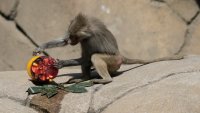 In Mexico heat wave, monkeys still dying, birds are getting air-conditioning, lions get popsicles