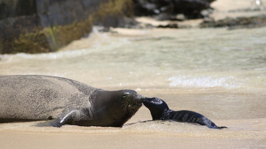 FILE – A Hawaiian monk seal and her newborn pup are seen on a Waikiki beach in Honolulu on June 29, 2017. U.S. officials on Thursday, June 20, 2024, said they fined two Hawaii residents $20,000 for their alleged roles in the fatal mauling of a female Hawaiian monk seal pup by unleashed dogs.