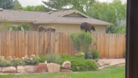 Bears walking on fence in Boulder, Colorado