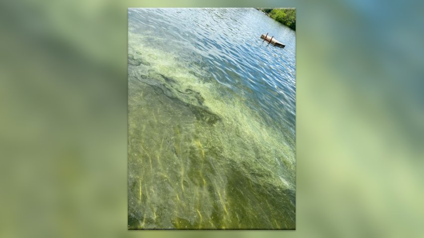 An example of a cyanobacteria bloom on Lake Winnipesaukee in June 2024.