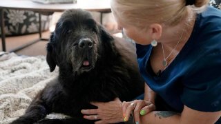 Dr. Lisa Walling greets her 13-year-old hospice patient, Rugby, a Newfoundland, in the dog's home in Bedford, N.Y., on Tuesday, May 7, 2024.