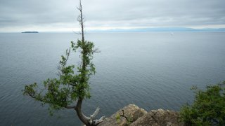 Tree growing from rock, Lake Champlain, Vermont.