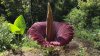 Now's your chance to see a rare corpse flower bloom in Boston