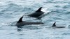 80-100 dolphins stranded in muddy waters off Cape Cod, officials say