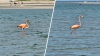 Flamingo spotted on Cape Cod in what may be a first for Mass., expert says