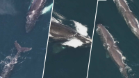 160 whales spotted in waters off Martha's Vineyard and Nantucket