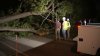 70-foot tree falls onto power lines in Milton, cutting power to hundreds of residents