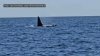 Video shows orca spotted off coast of Chatham