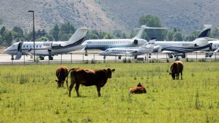 Private Jets park alongside grazing cows at Friedman Memorial Airport ahead of the Allen & Company Sun Valley Conference, July 5, 2021 in Sun Valley, Idaho.