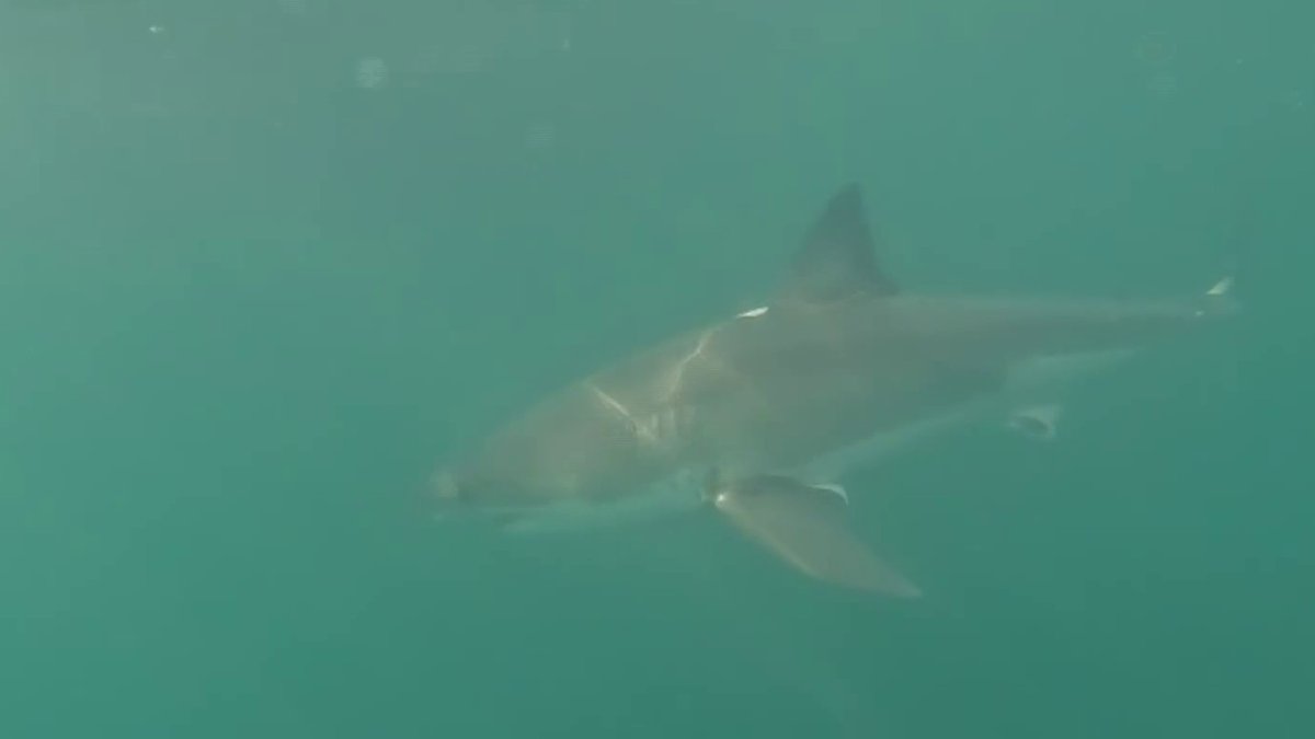 Massachusetts great white sighting: Father & son describe the ...