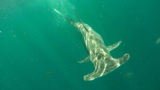 A hammerhead shark