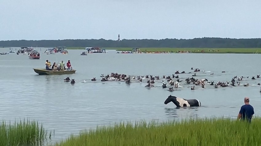 Chincoteague wild ponies complete 99th annual