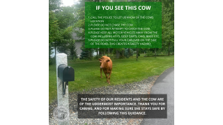 A graphic shared by the Town of Dunstable, in Massachusetts, on Thursday, July 11, 2024, warning about a cow on the loose.