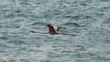 Flamingo flying on Cape Cod on July 15, 2024