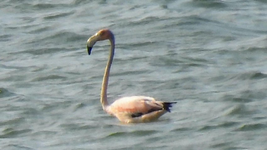 A flamingo on Cape Cod on Monday, July 15, 2024