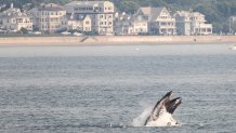 Whale breeching between Swampscott and Nahant on Monday morning