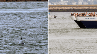 At left: A whale surfacing near Boston's Logan International Airport on Tuesday, July 30, 2024. At right: a whale watching boat following along in the area.