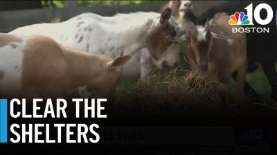 Meet the livestock looking for forever homes through ARL