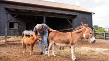 Lisa Moad, owner of Seven Oaks Farm, pets her miniature horse and miniature donkey on Tuesday, Aug. 6, 2024, in Hamilton, Ohio. (AP Photo/Emilee Chinn)