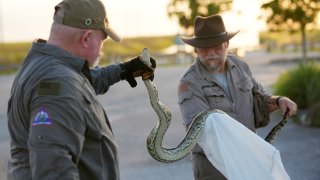 Contractors with the Florida Fish and Wildlife Conservation Commission, Thomas Aycock, left, and Tom Rahill, founder of the Swamp Apes, a veterans therapy nonprofit, show off an invasive Burmese python caught earlier, as they wait for sunset to hunt pythons, Tuesday, Aug. 13, 2024, in the Florida Everglades.