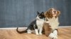 Double the fun: What does a ‘bonded pair' mean when adopting a pet?