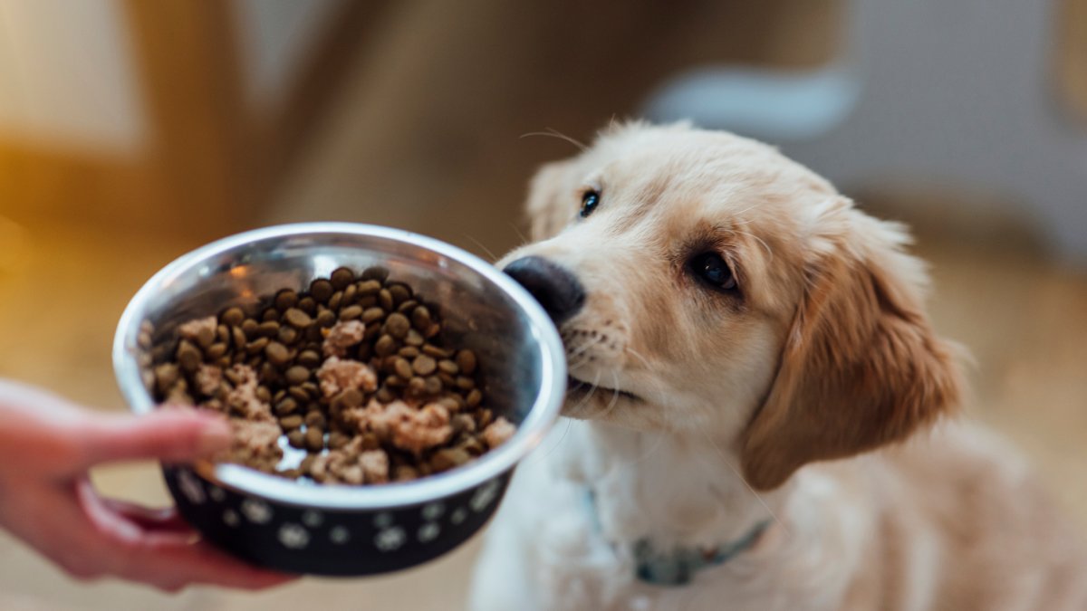 What you should know before making your own pet food – NECN