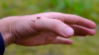 mosquito on hand of caucasian man. mosquito disease