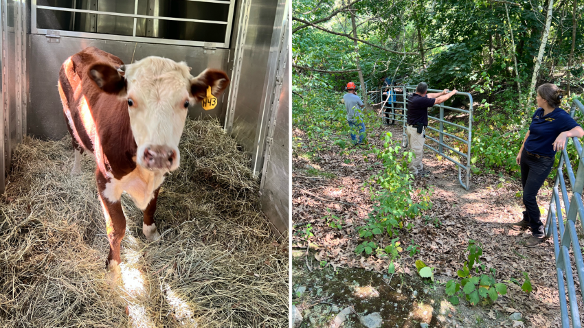 At left: Moodini, a steer being taken care of at MSPCA at Nevins Farm after spending two months evading capture in Boston's woods. At right: workers set up the pen that was used to trap the animal.