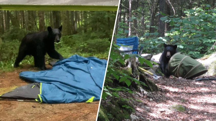 Image of bears at camp sites in New Hampshire's White Mountains.