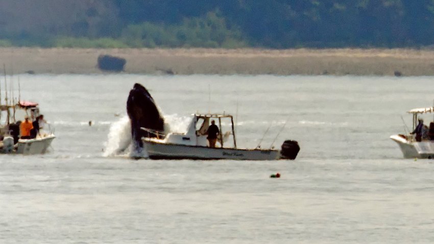 A whale breaching in Boston Harbor on Wednesday, Aug. 14, 2024.