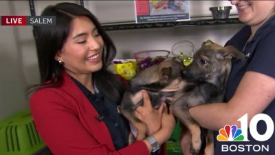 Ready to adopt a pet? Check out these adopt-a-thons in Mass.