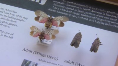 State experts say you don't need to report spotted lanternflies – just squash them