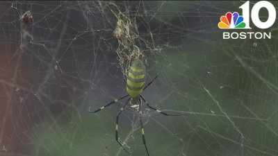 Giant Joro spider spotted in Boston