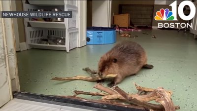 Public rallying in support of internationally-known beaver in Mass.