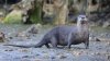 River otter attacks and drags a child underwater at a Seattle-area marina