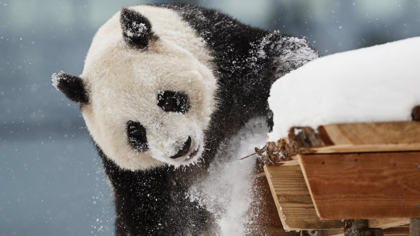 FILE – Female panda Lumi plays in the snow in her enclosure during the opening day of the Ahtari Zoo Snowpanda Resort in Ahtari, Finland on February 17, 2018.