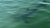 Mass. beach remains closed to swimming after great white shark sightings