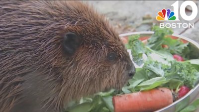 Famed Mass. beaver Nibi avoids eviction from wildlife rehab, at least for now