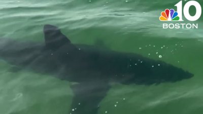 Still no swimming at Crane Beach due to shark activity