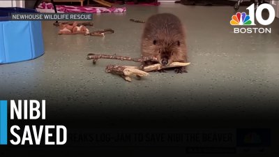 Healey breaks logjam to save Nibi the beaver