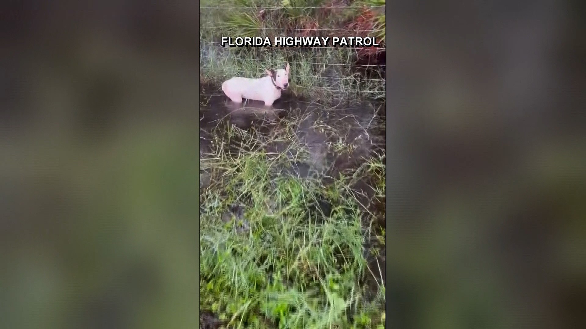 Trooper Saves Dog Tied To Fence As Hurricane Milton Rolls In – NECN