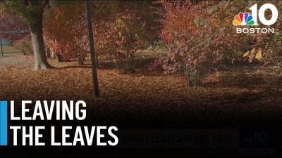 Experts say not to worry about leaves in the yard